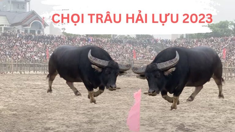 Lễ Hội Chọi Trâu Hải Lựu Vĩnh Phúc choi-trau-hai-luu